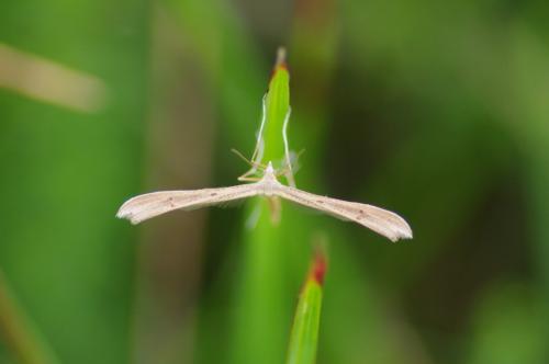 Stenoptilia sp.